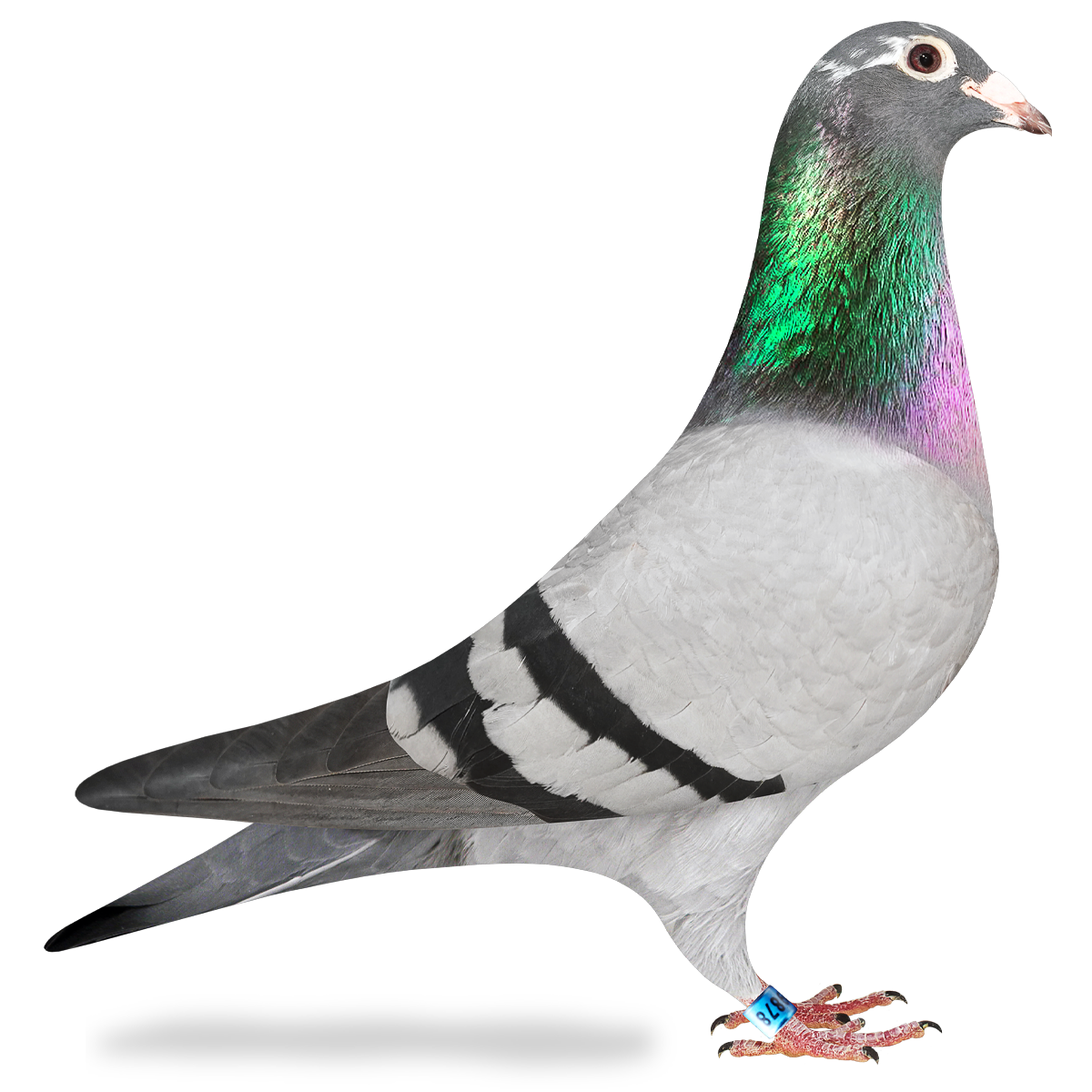 Aodo